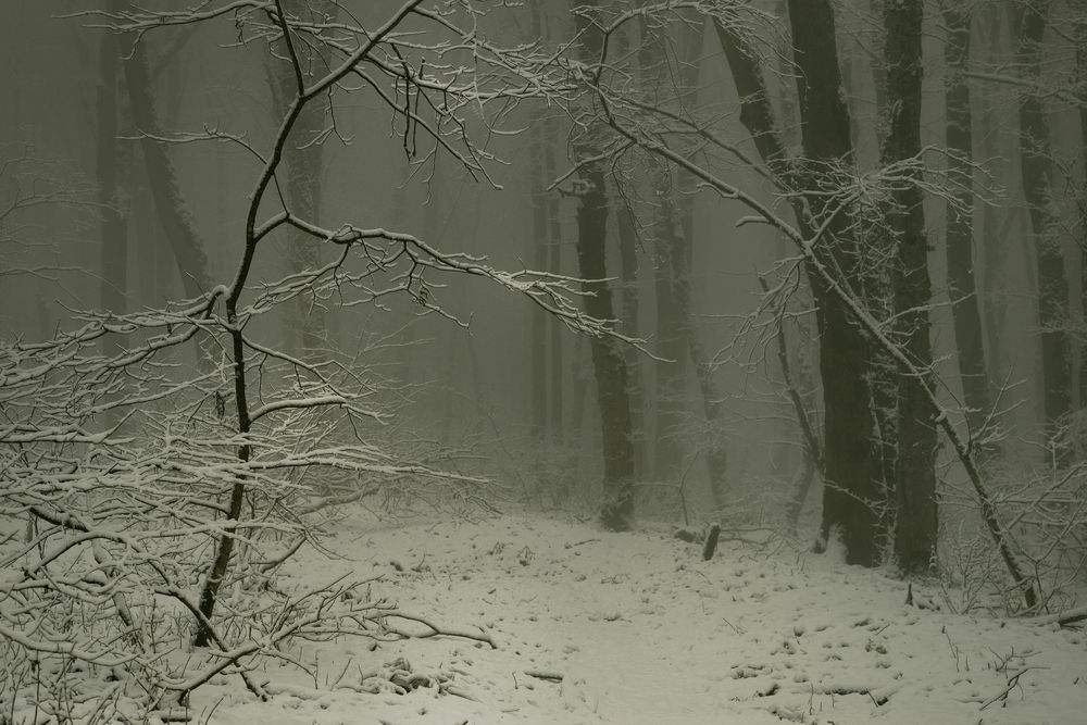 Туманное утро