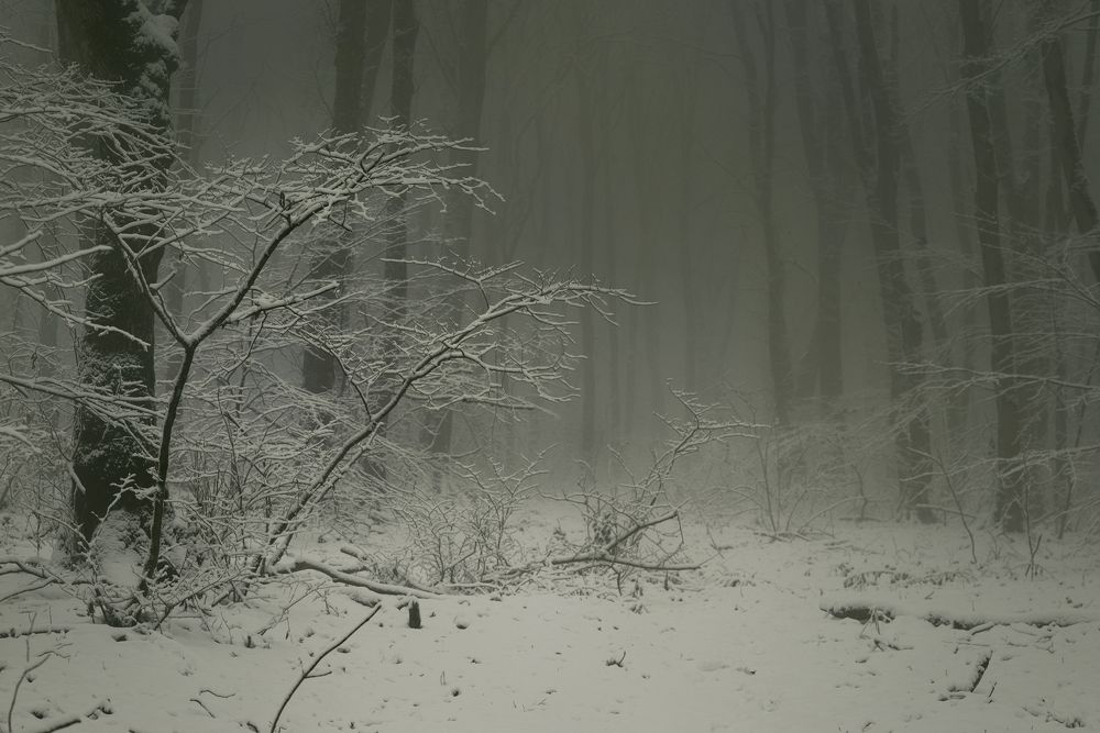 Туманное утро