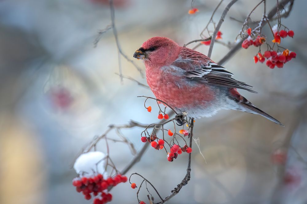 Photograph by Дина Нестеркова