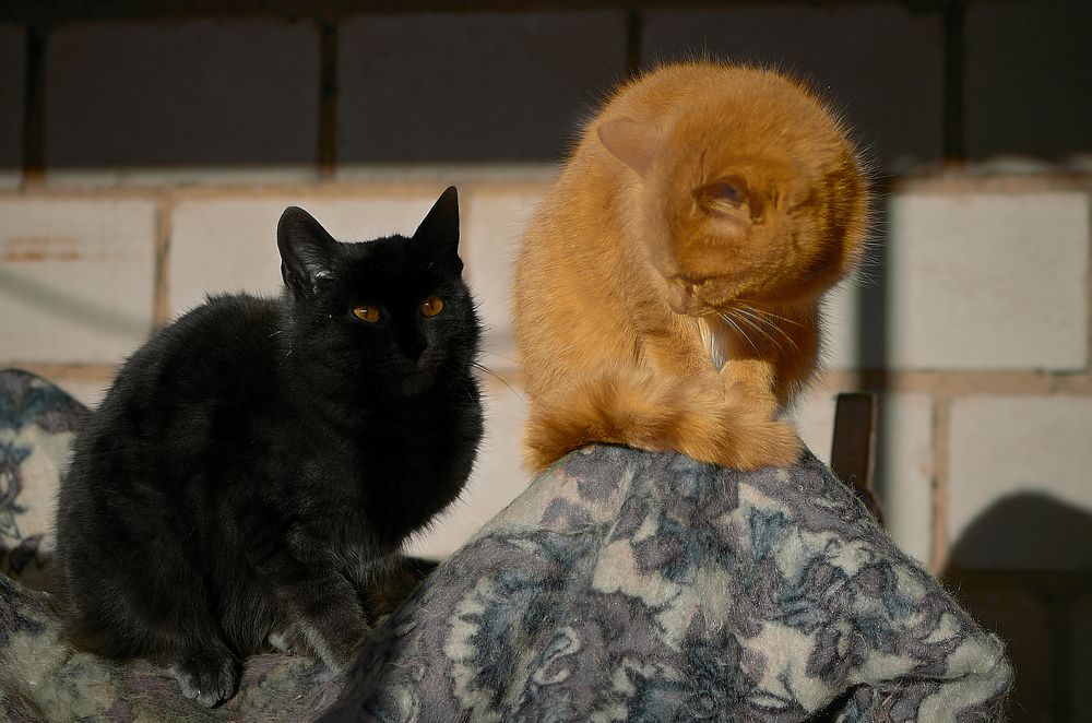 Сестра и брат, инь и янь