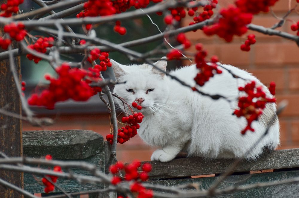 Блондинка и рябина