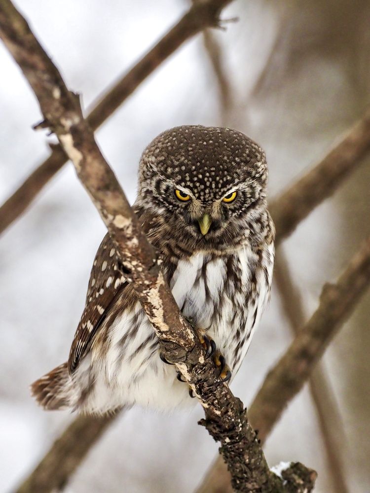 Воробьиный сычик