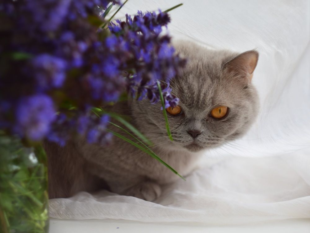 Photograph by Алеся Цеван