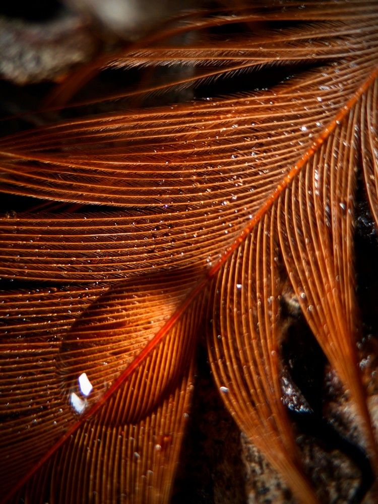 Photograph by Денис Грамович