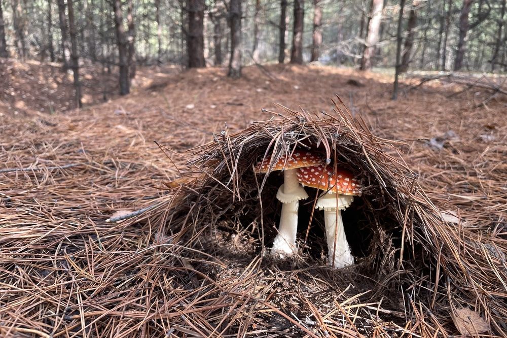 fly agarics in autumn