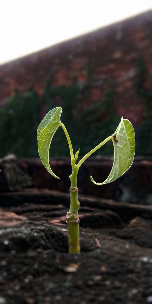 A small life.