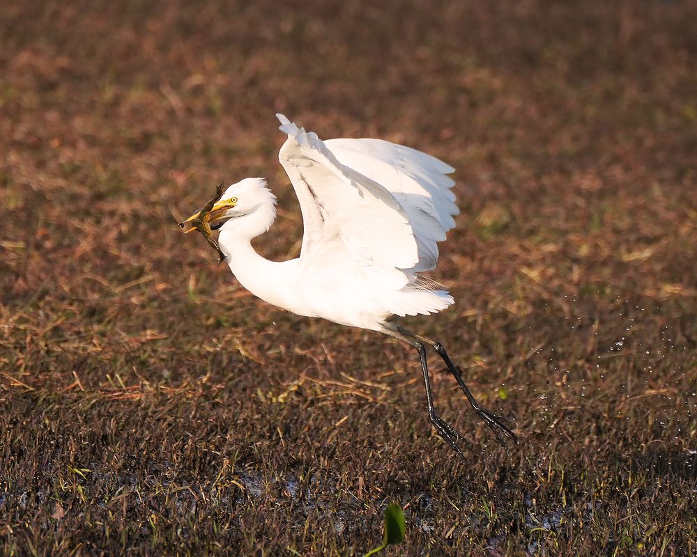 Egret with a catch.