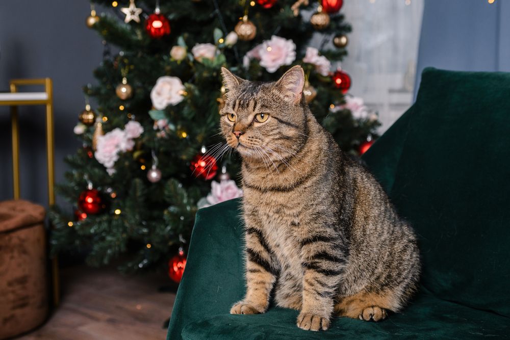 Photograph by Елена Маслова