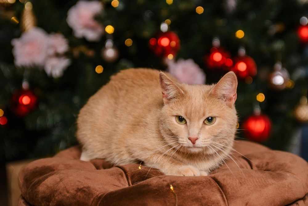 Photograph by Елена Маслова