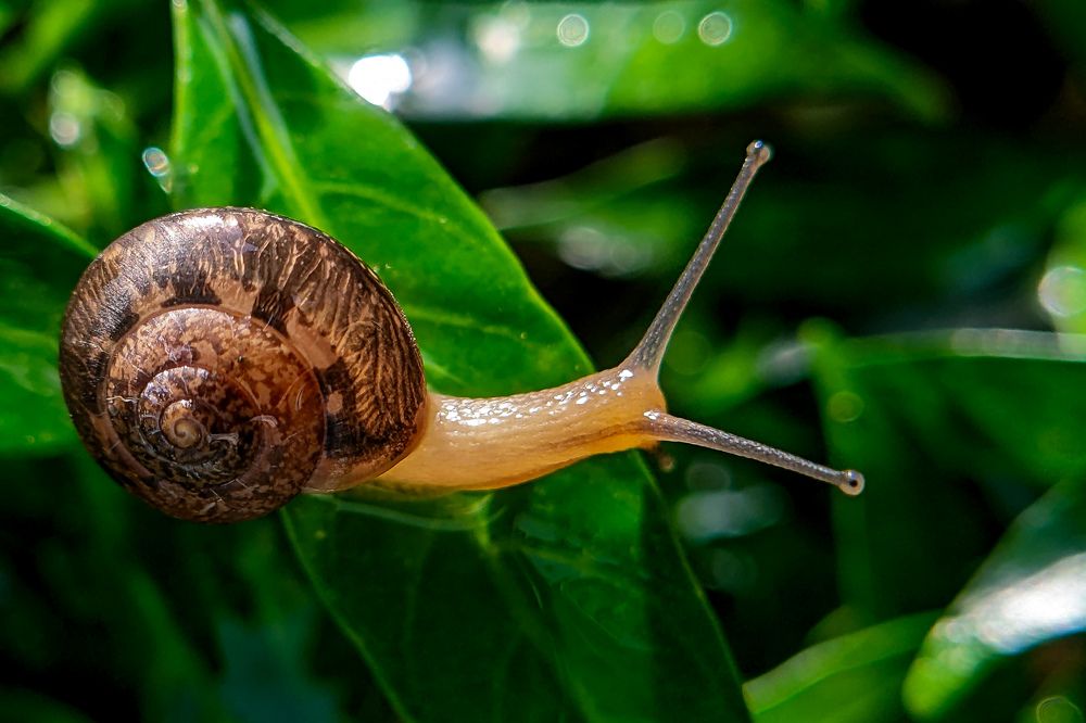 Insect - A garden snail .
