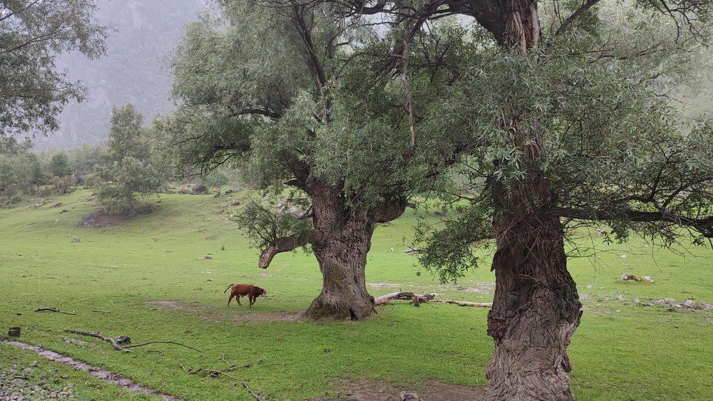 Фотография автора Ирина Бордачева