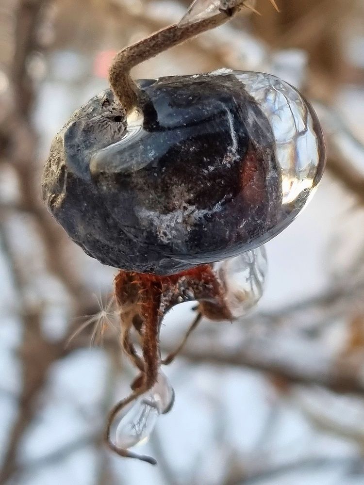 Sunny ice