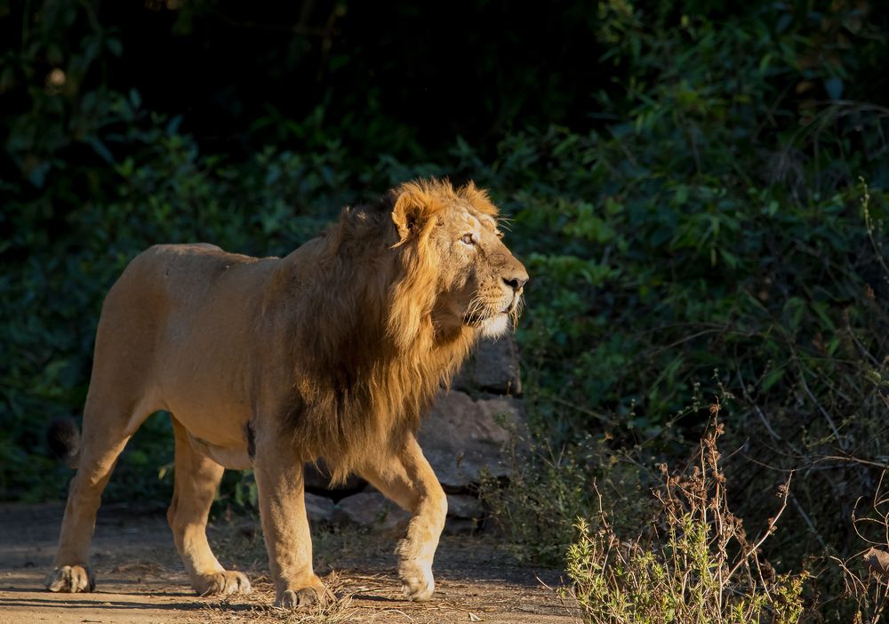 Photograph by Nirav Mehta