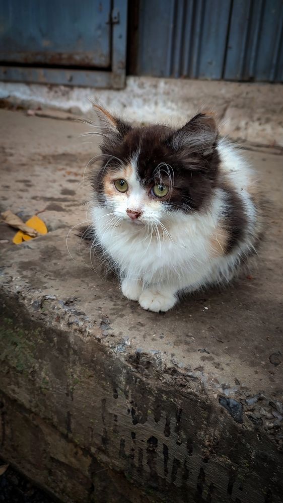 Фотография автора Анастасия Мамаева