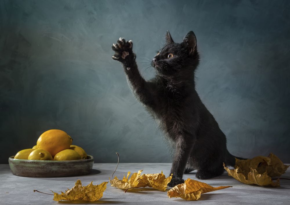 Котёнок-чертёнок