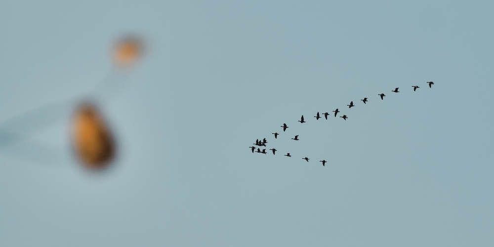 В тёплые края, летела стая.