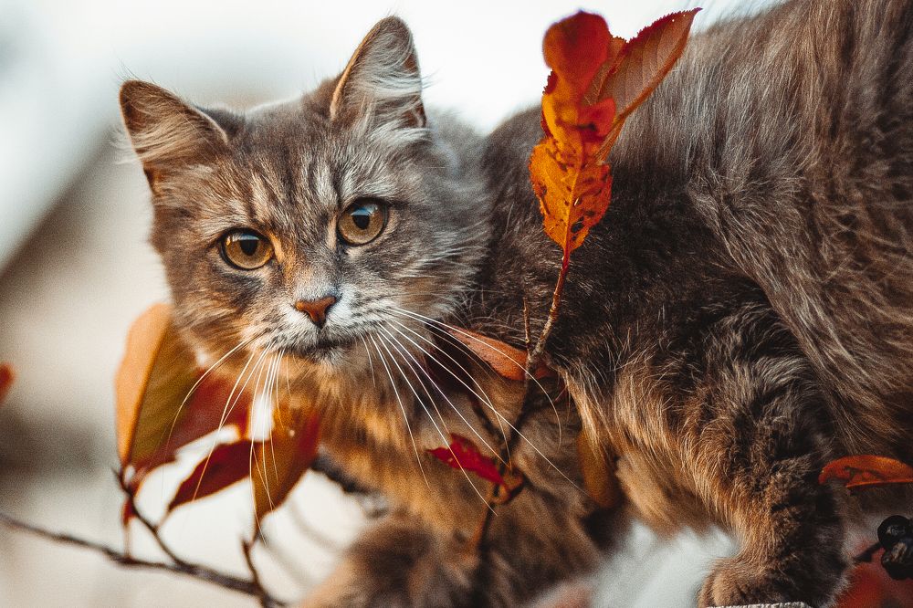 Photograph by Andrei Vaitovich