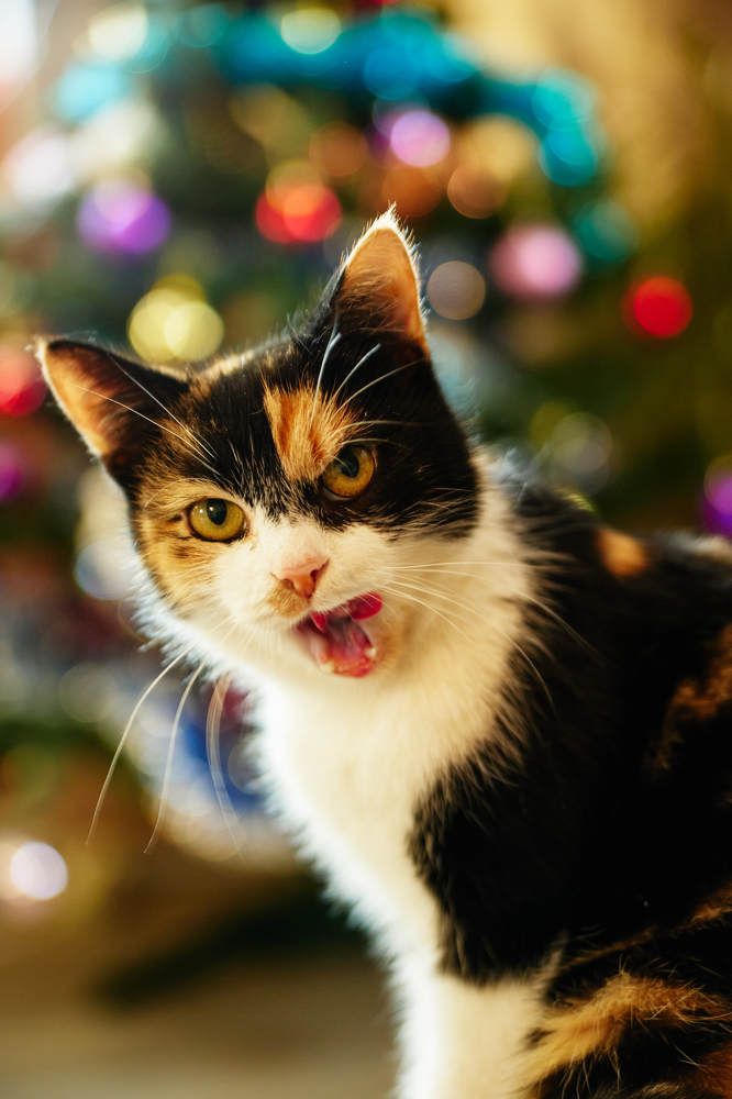 Photograph by Алексей Кочерыжкин