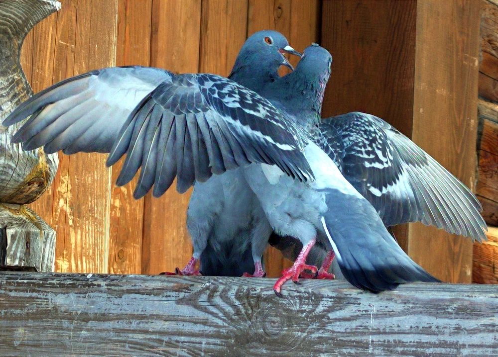 Photograph by Алексей Скворцов