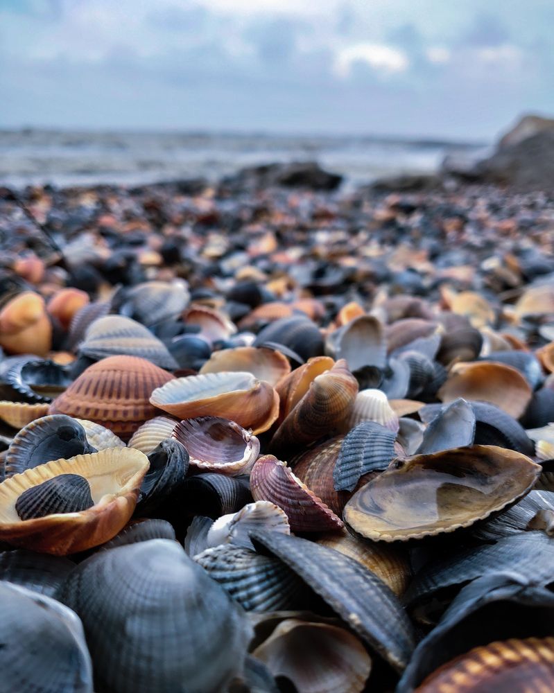 Пляж из ракушек на берегу Каспия, Махачкала