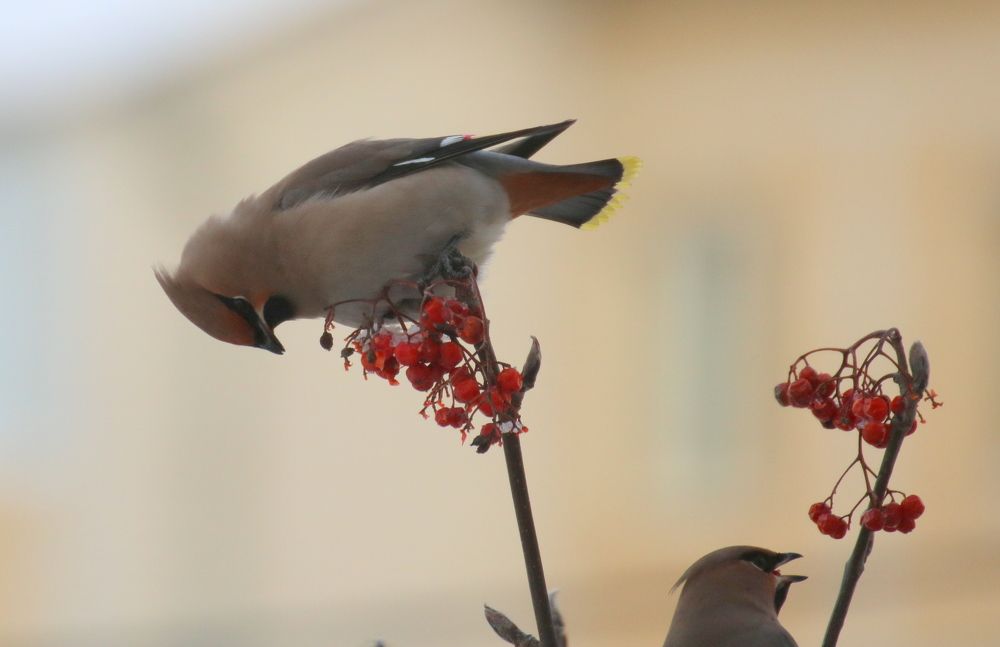 Photograph by Евгения Малафеева