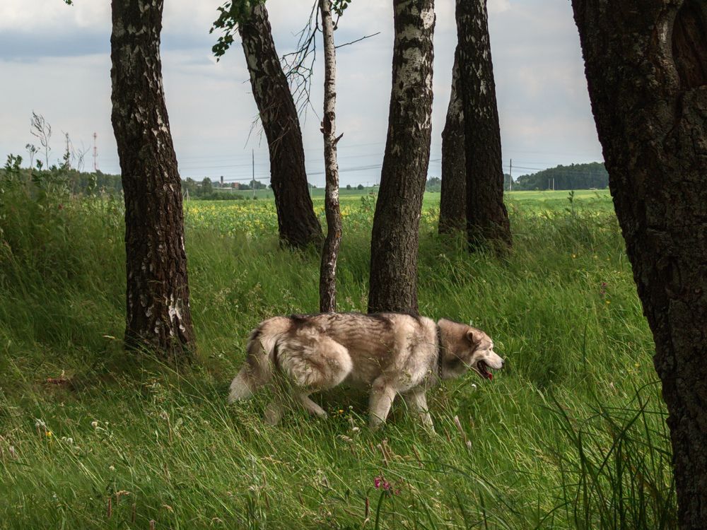 Photograph by Андрей Романов