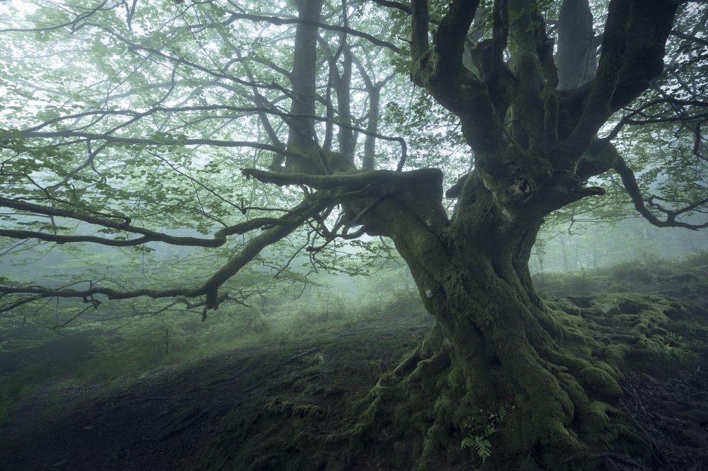 The elders of the forest II.