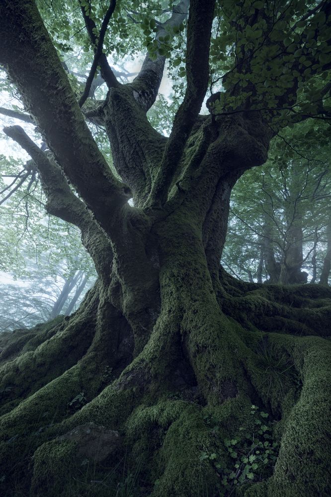 Elders of the forest