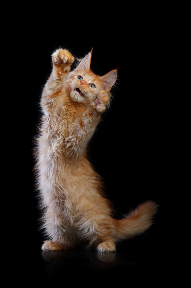 Photograph by Стрижаченко Инга