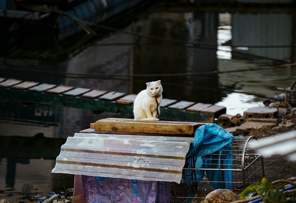 Фотография автора An Nguyen Quoc