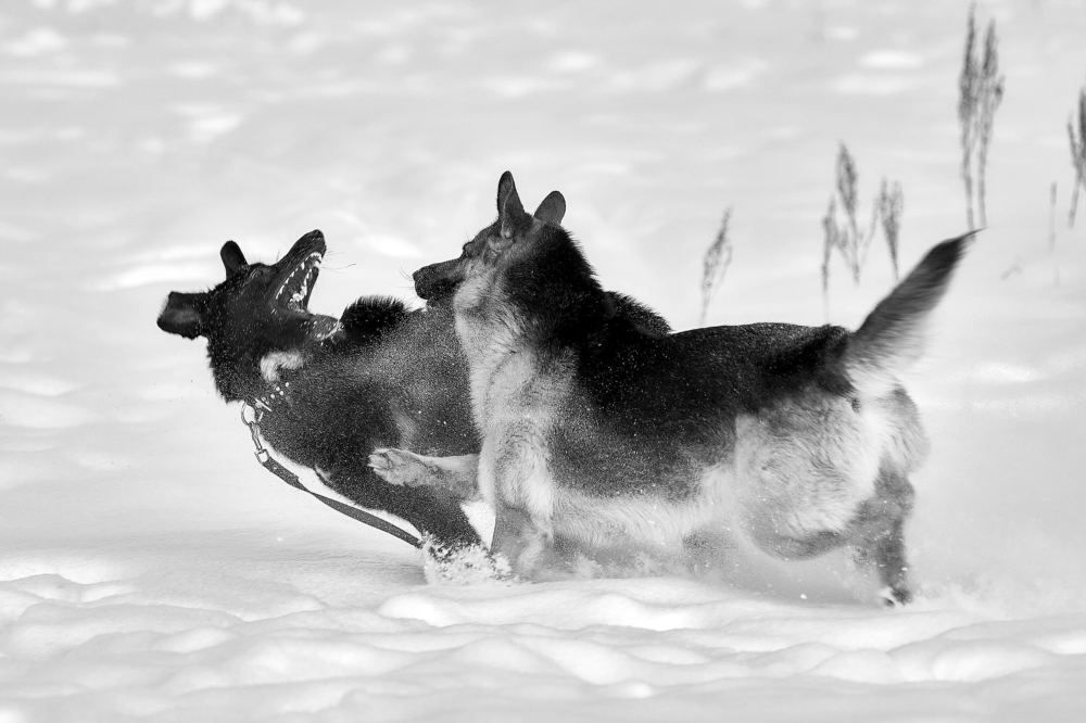Photograph by Андрей Коротецкий