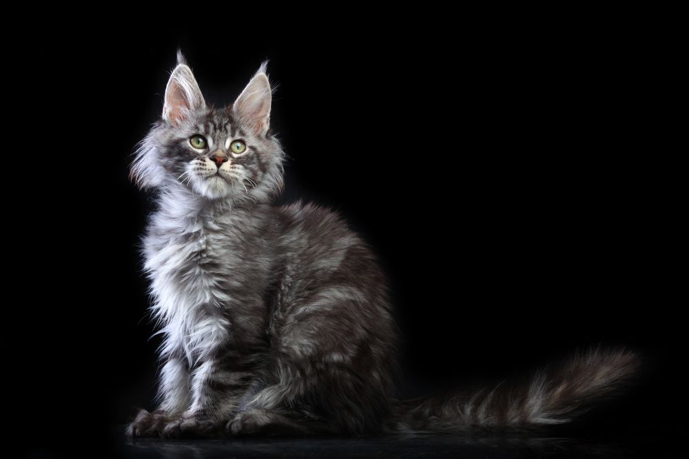 Lexi of Gross Team, maine coon