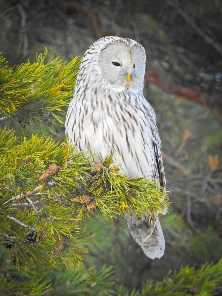 Уральская неясыть медитирует