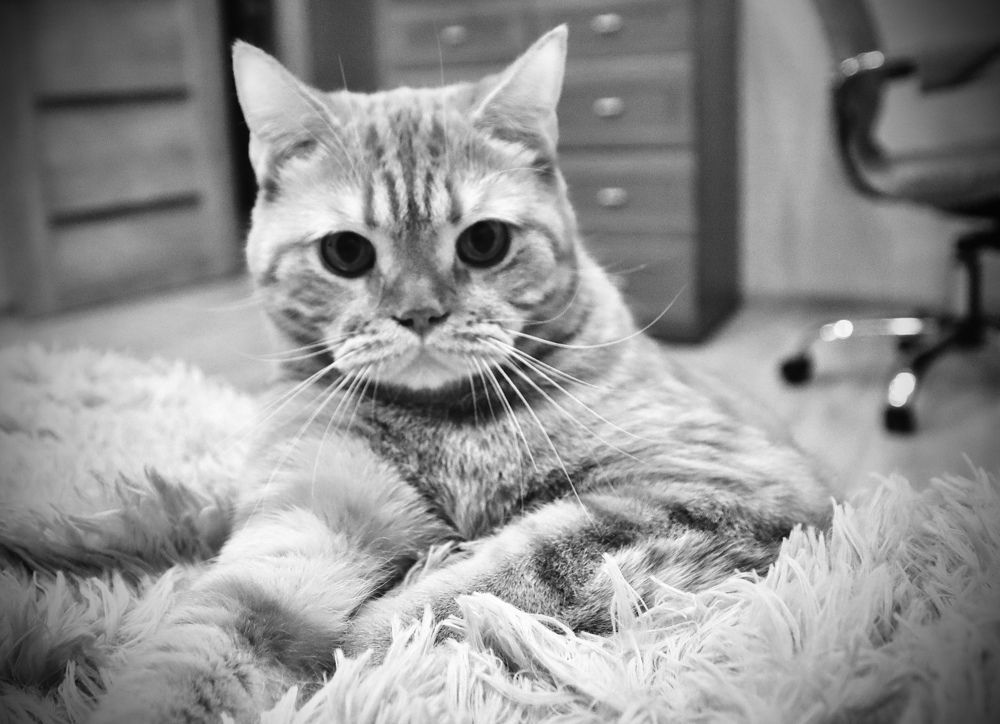 Photograph by Анна Дорофеева