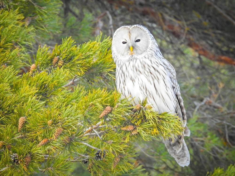 Длиннохвостая неясыть