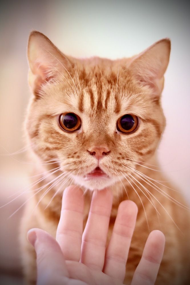 Photograph by Анна Дорофеева