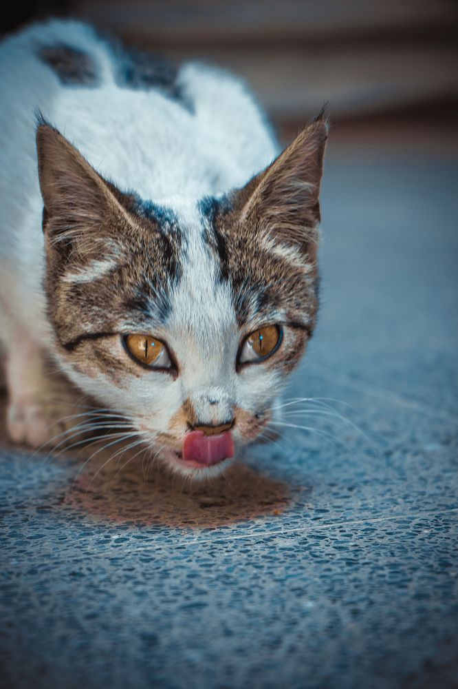 Фотография автора Navid Sohrabi