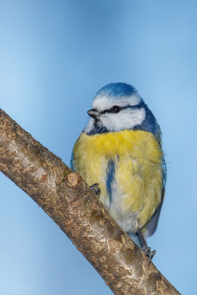 Синяя синица