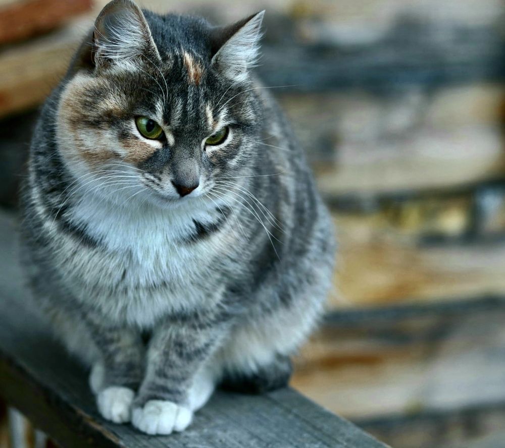 Photograph by Елена Мизина