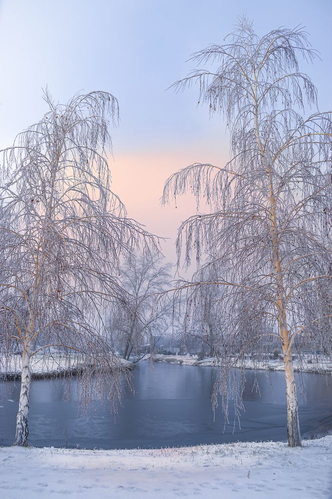 Хрустальные березы