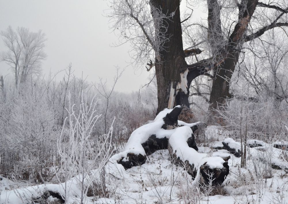 Photograph by Наталья