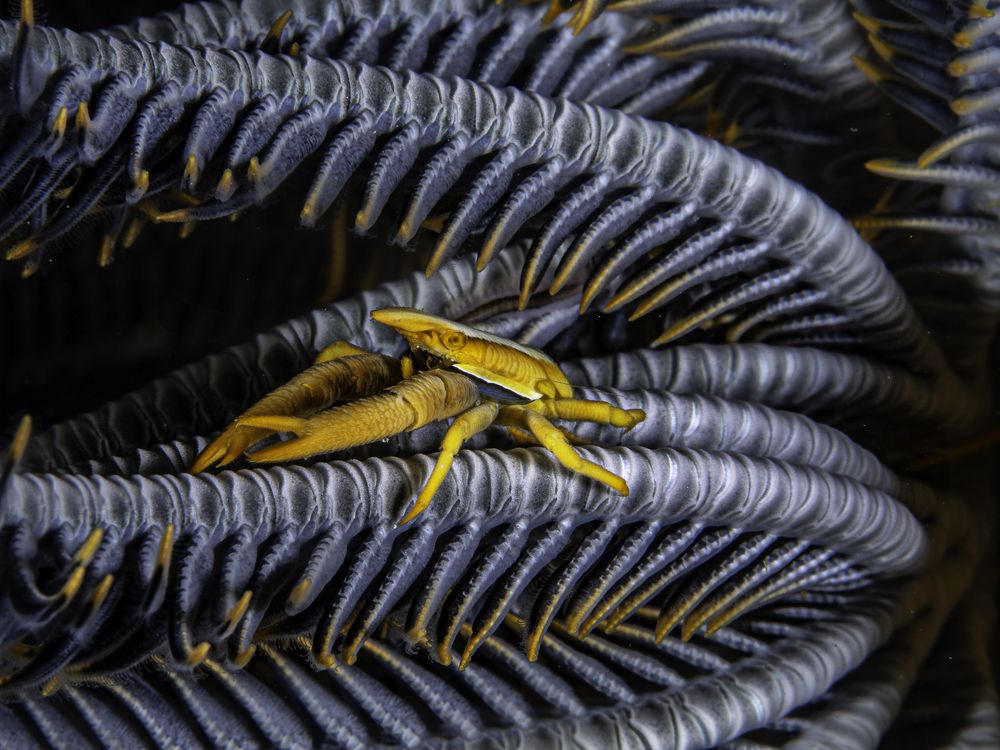 crinoid squat lobster
