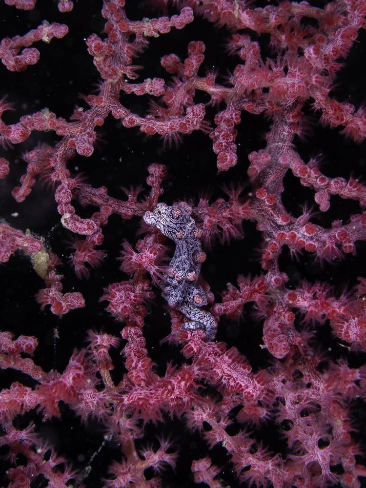 Photograph by Salvatore Di Lauro