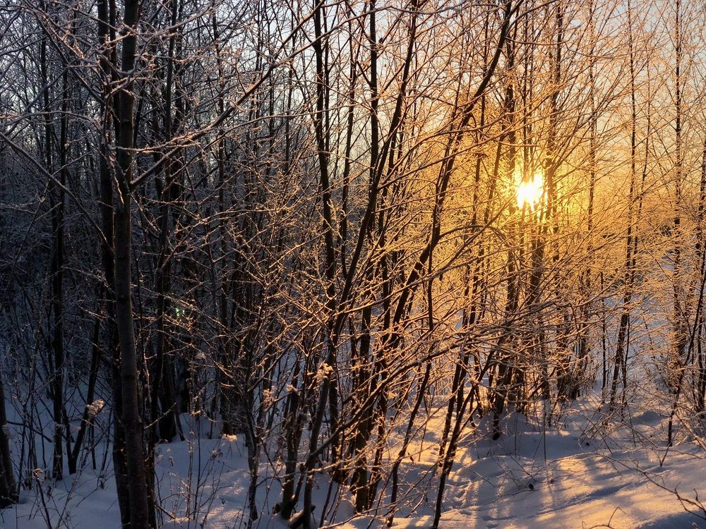 Солнце на ветвях