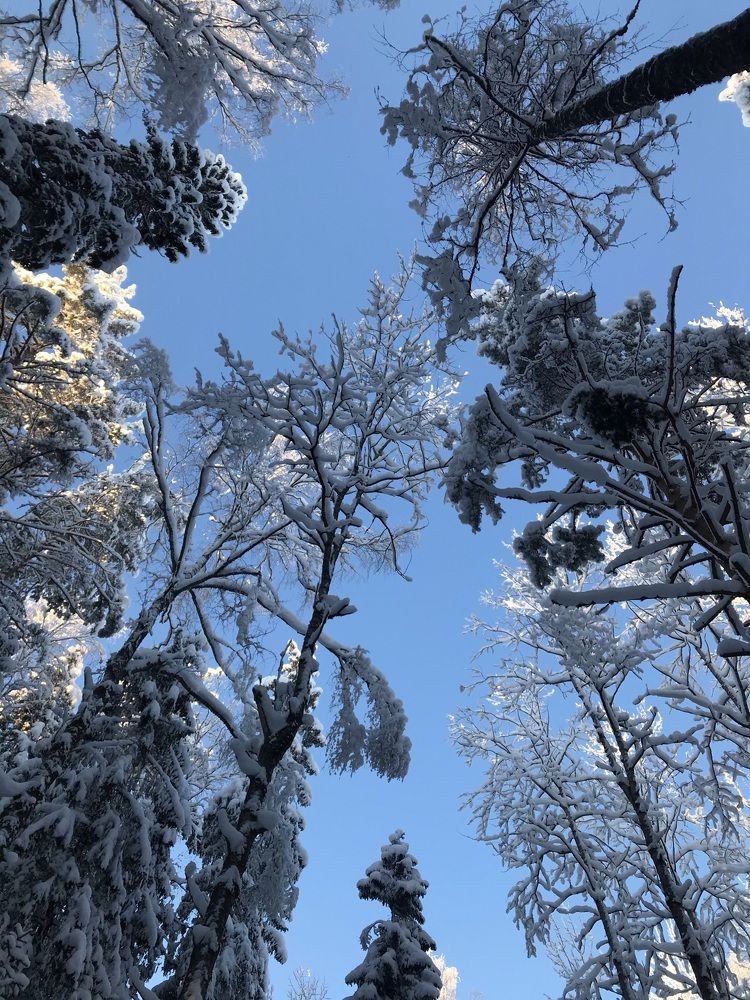Снежный макушки деревьев