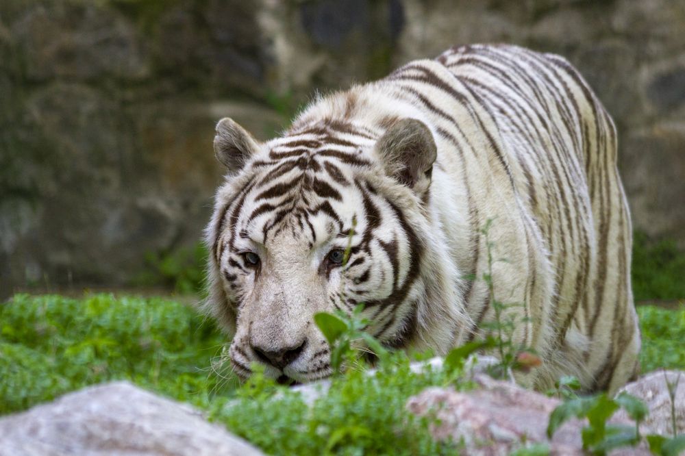 Photograph by Игорь Кутний