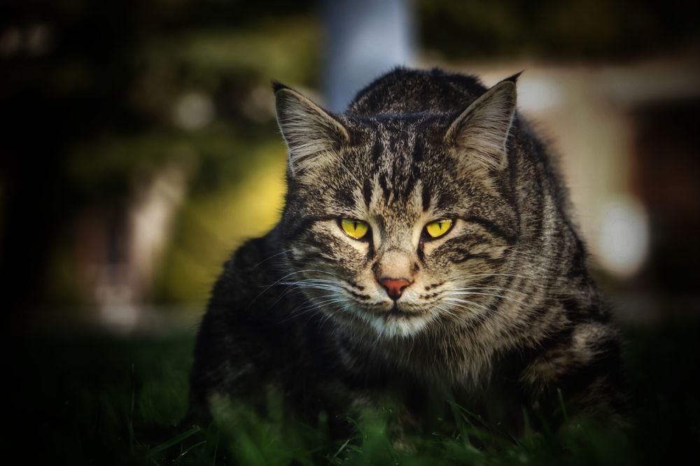 Photograph by Mahdi Reihani Bozorg