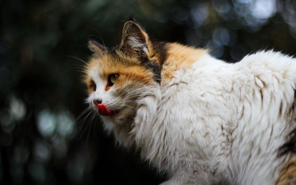 Photograph by Mahdi Reihani Bozorg