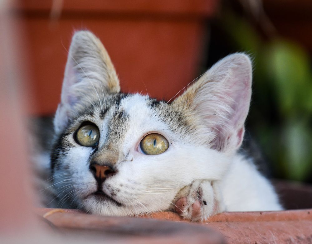 Photograph by Odysseas Christofides