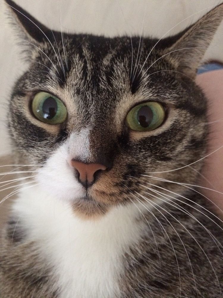 Большие зелёные глаза кошки